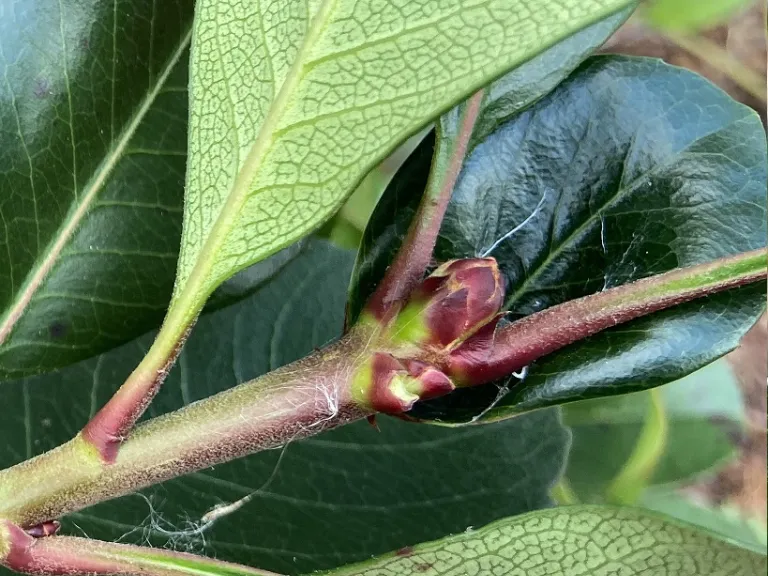 Rhaphiolepis × 'Montic' (Majestic Beauty®) bud