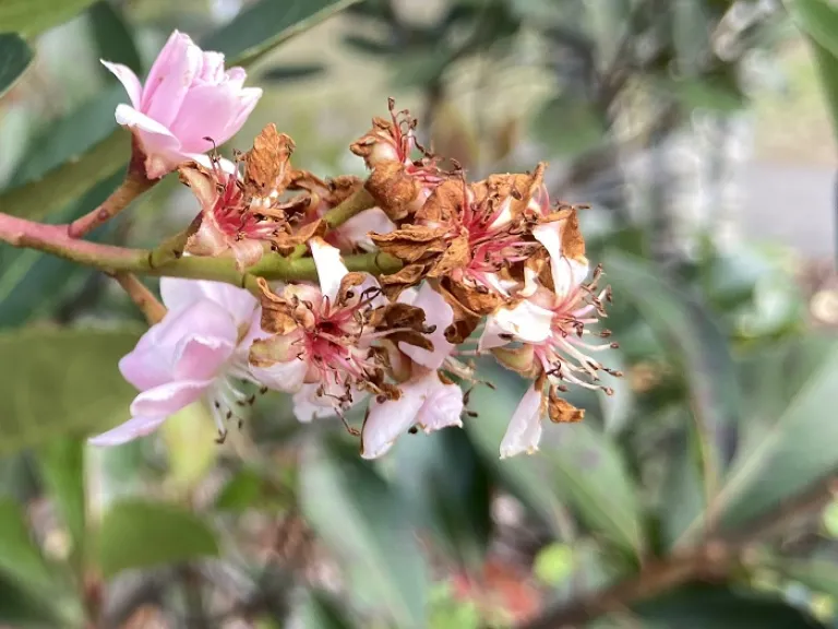 Rhaphiolepis × 'Montic' (Majestic Beauty®) fading flowers