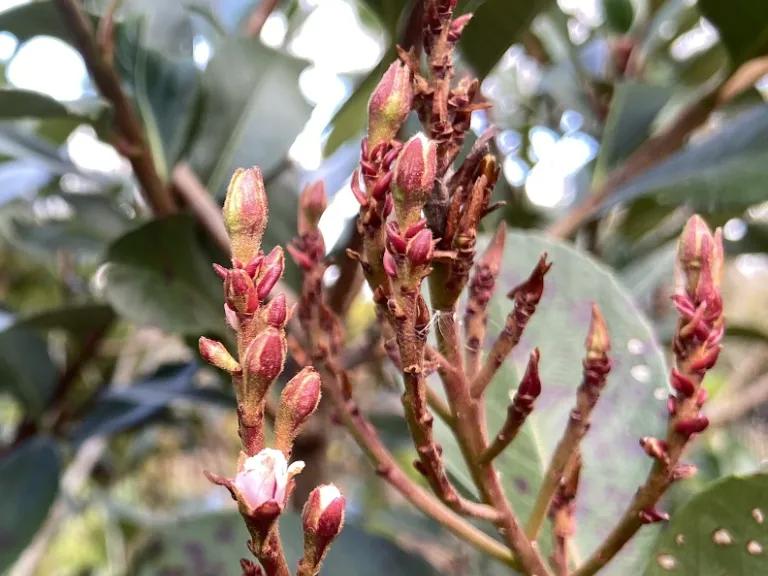 Rhaphiolepis × 'Montic' (Majestic Beauty®) flower buds