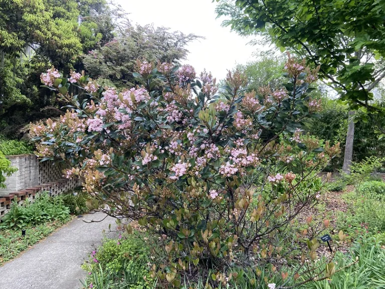 Rhaphiolepis × 'Montic' (Majestic Beauty®) flowering habit