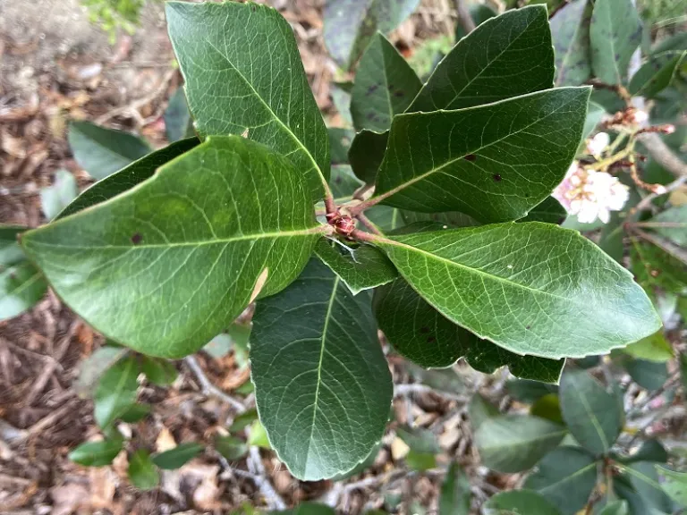 Rhaphiolepis × 'Montic' (Majestic Beauty®) foliage