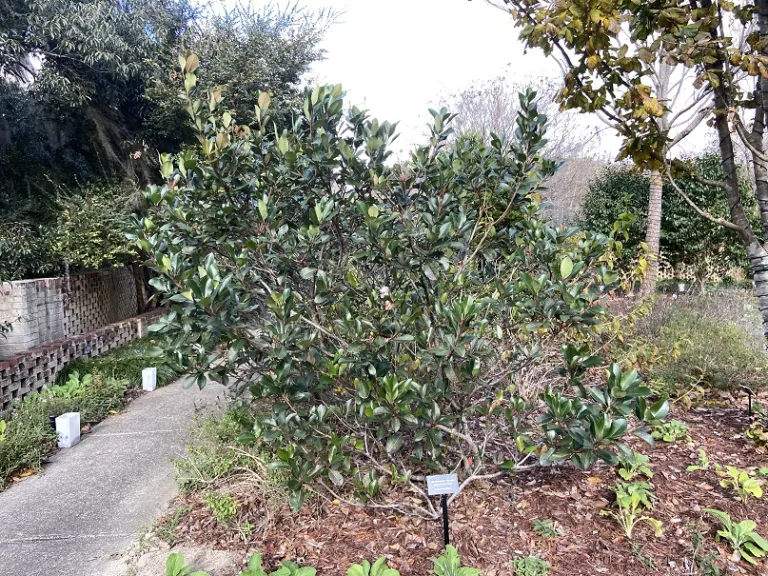 Rhaphiolepis × 'Montic' (Majestic Beauty®) habit