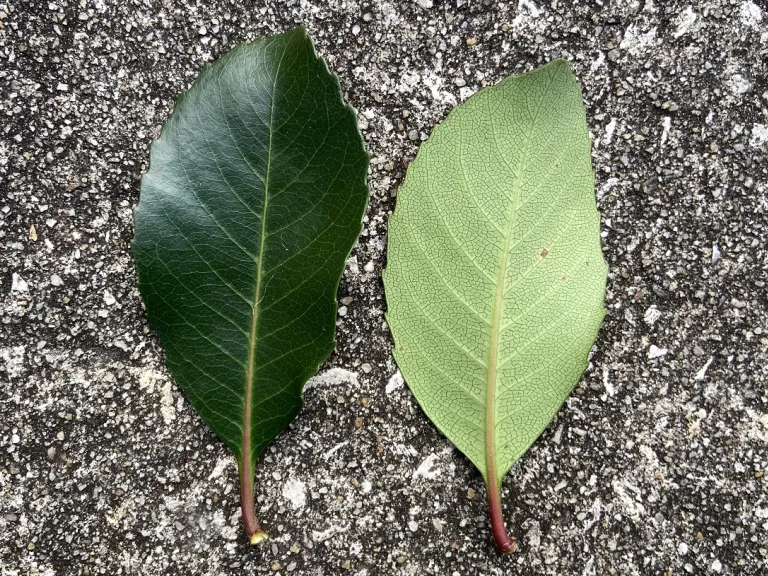 Rhaphiolepis × 'Montic' (Majestic Beauty®) leaf front and back