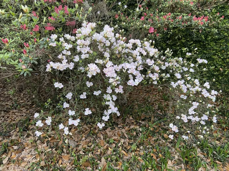 Rhododendron 'Hime-kagami' flowering habit