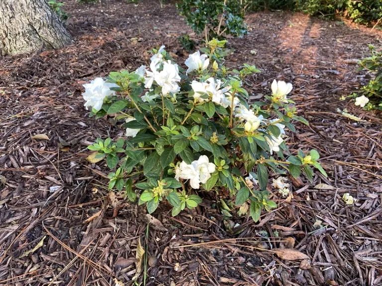 Rhododendron 'Mootum' (Autumn Moonlight®) flowering habit