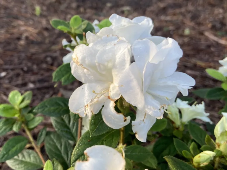 Rhododendron 'Mootum' (Autumn Moonlight®) flowers