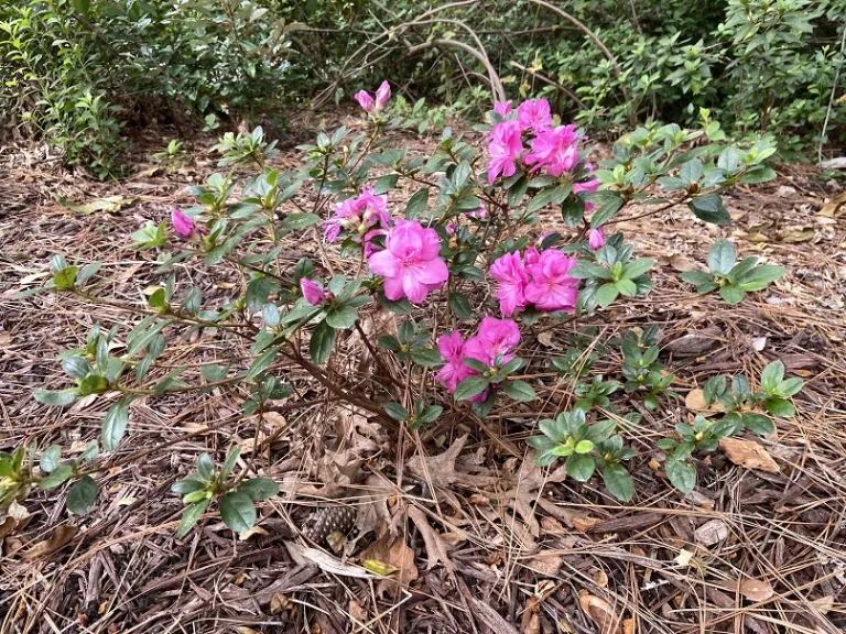 Rhododendron 'NCRX4' (Perfecto Mundo® Double Purple) flowering habit