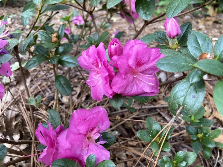 hododendron 'NCRX4' (Perfecto Mundo® Double Purple) flowers