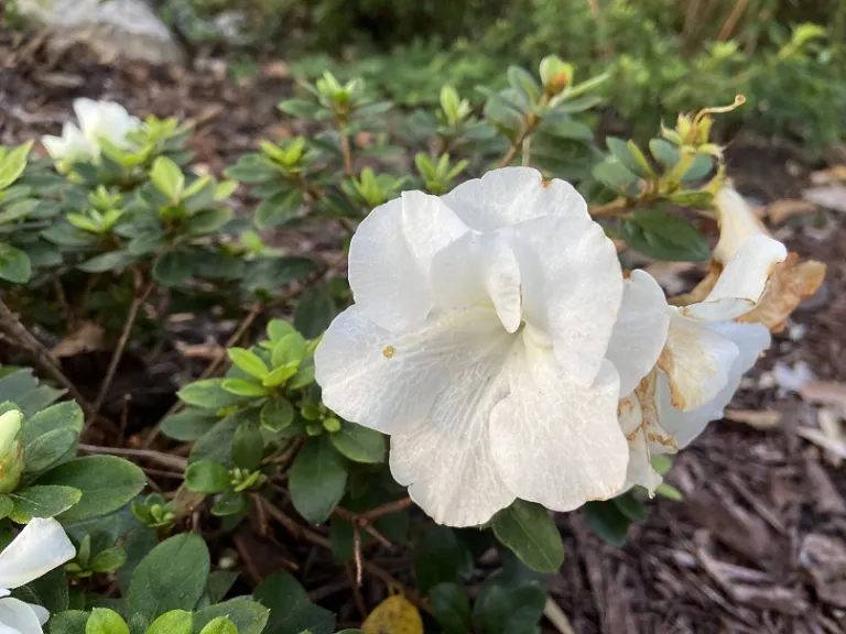 Rhododendron 'NCRX5' (Perfecto Mundo® Double White) flower