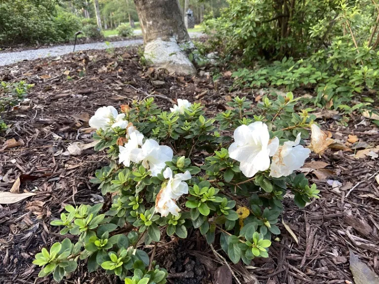 Rhododendron 'NCRX5' (Perfecto Mundo® Double White) flowering habit