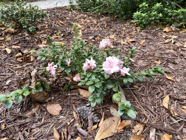 Rhododendron 'NCRX7' (Perfecto Mundo® Double Dark Pink) flowering habit