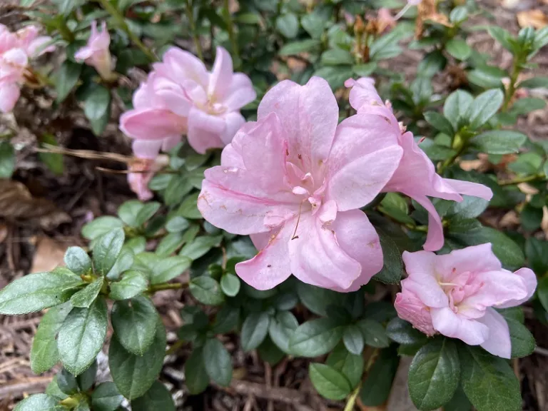 Rhododendron 'NCRX7' (Perfecto Mundo® Double Dark Pink) flowers