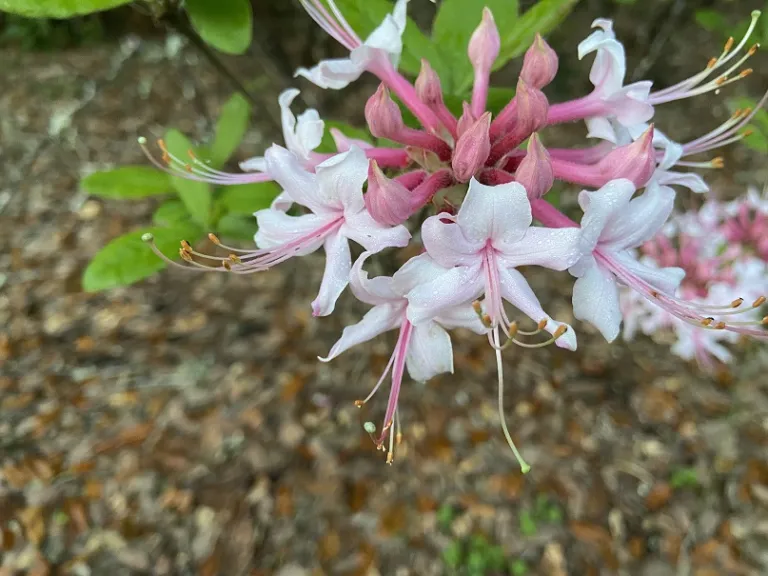 Rhododendron canescens 'Varnadoes Phlox Pink' flower