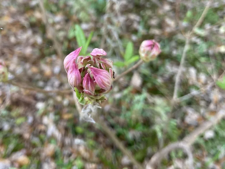 Rhododendron canescens 'Varnadoes Phlox Pink' flower buds