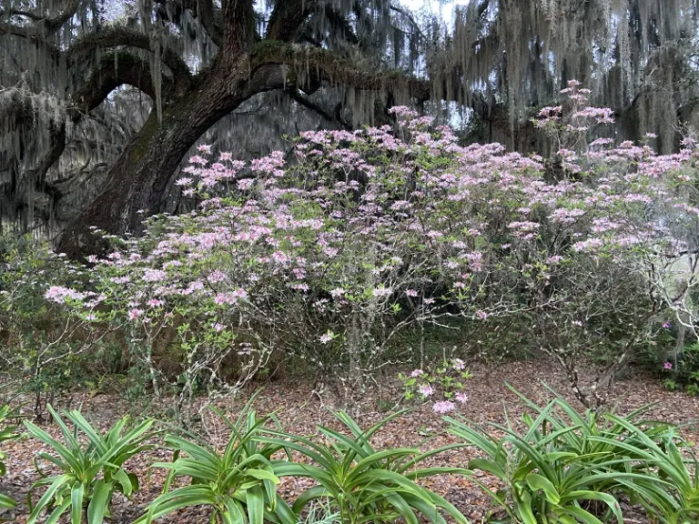 Rhododendron canescens 'Varnadoes Phlox Pink' flowering habit