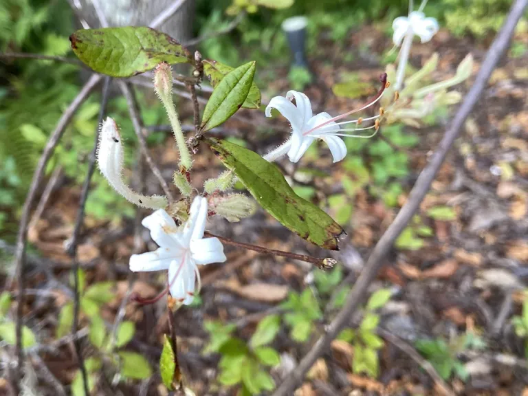 Rhododendron viscosum var. serrulatum flowers