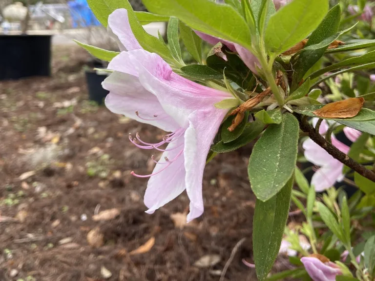 Rhododendron 'George Lindley Taber' flower