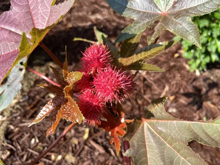 Ricinus communis 'Carmencita Bright Red' fruit