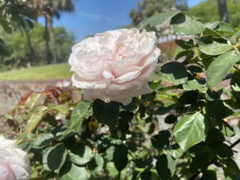 Rosa 'AUSmixture' (Olivia Rose Austin) flower