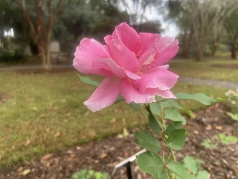 Rosa 'BUCbi' (Carefree Beauty) flower