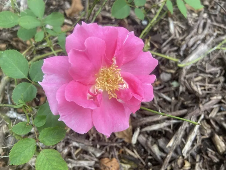 Rosa 'BUCbi' (Carefree Beauty) flower