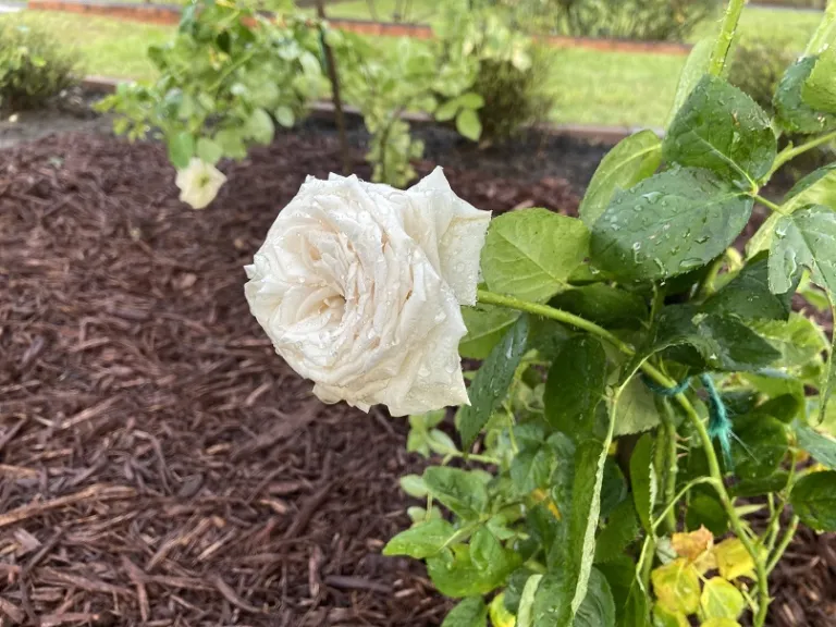 Rosa 'KORberonem' (Madame Anisette™ Parfuma®) flower