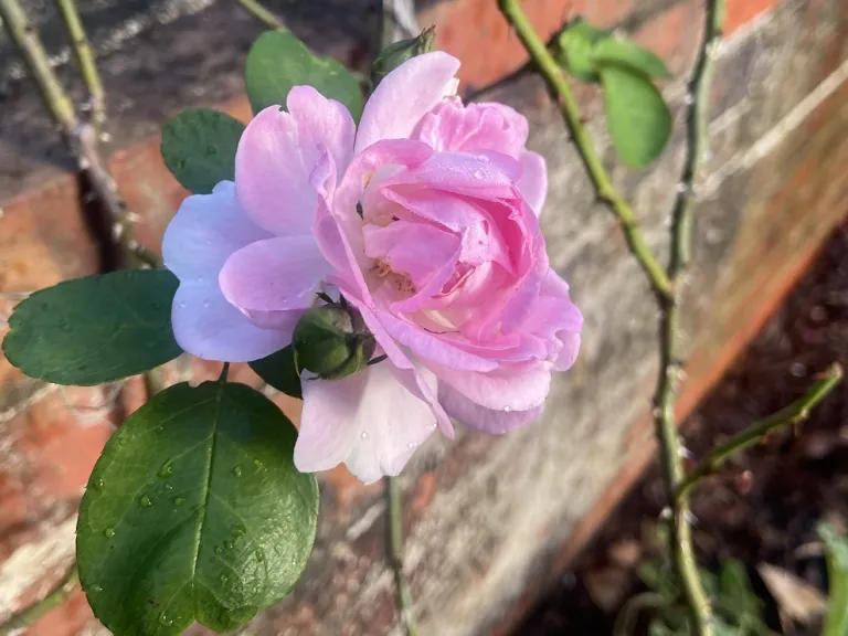 Rosa 'KORcentrex' (Jasmina™ Arborose®) flower