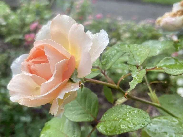 Rosa 'KORmarzau' (Bliss Parfuma®) flower