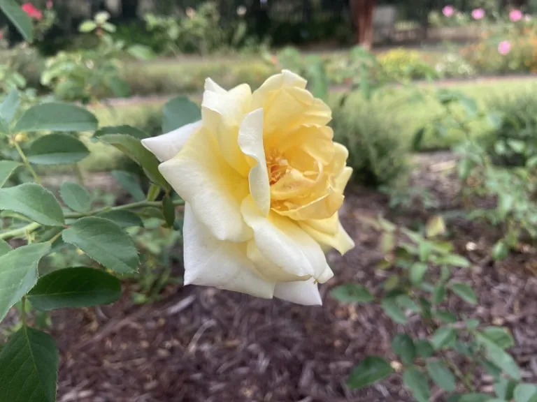 Rosa 'KORoligeo' (Oh Happy Day™ Eleganza®) flower