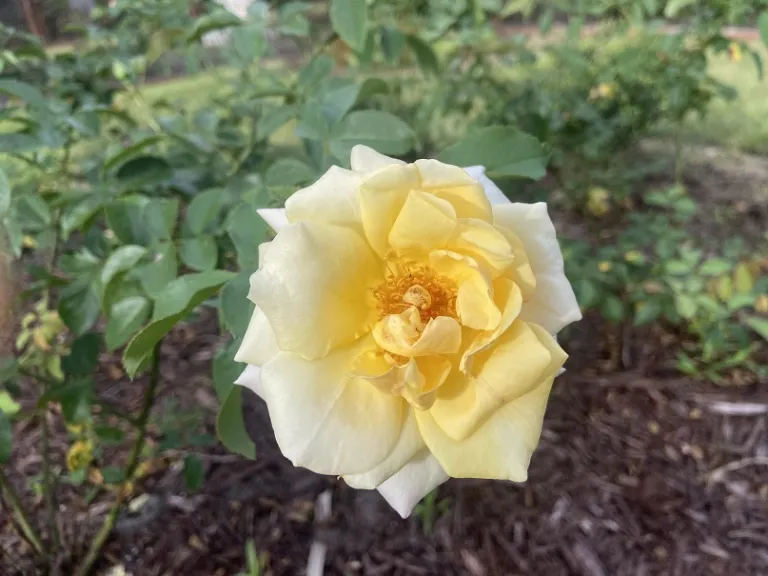 Rosa 'KORoligeo' (Oh Happy Day™ Eleganza®) flower