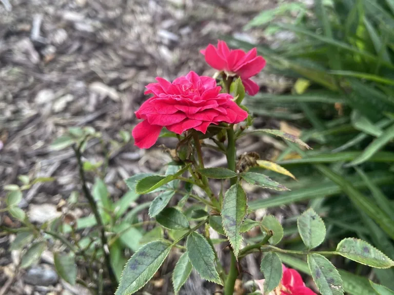 Rosa 'KORsineo' (Roxy™ Vigorosa®) flower