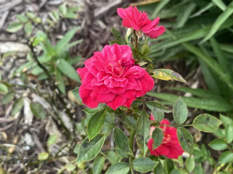 Rosa 'KORsineo' (Roxy™ Vigorosa®) flower