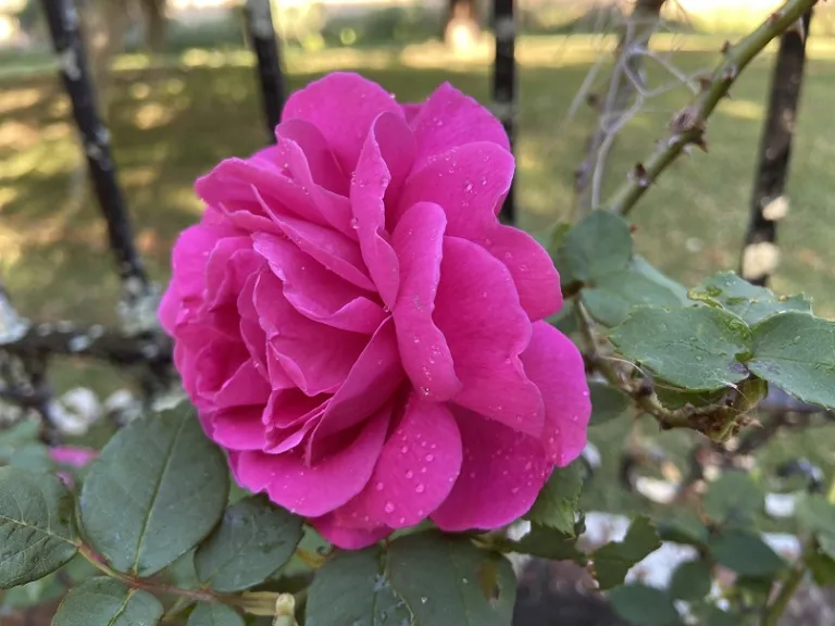 Rosa 'Madame Isaac Pereire' flower