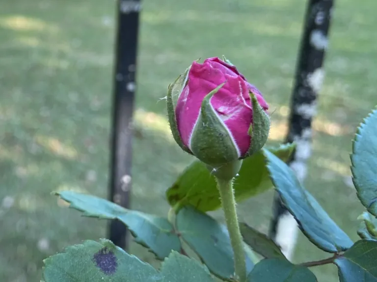 Rosa 'Madame Isaac Pereire' flower bud