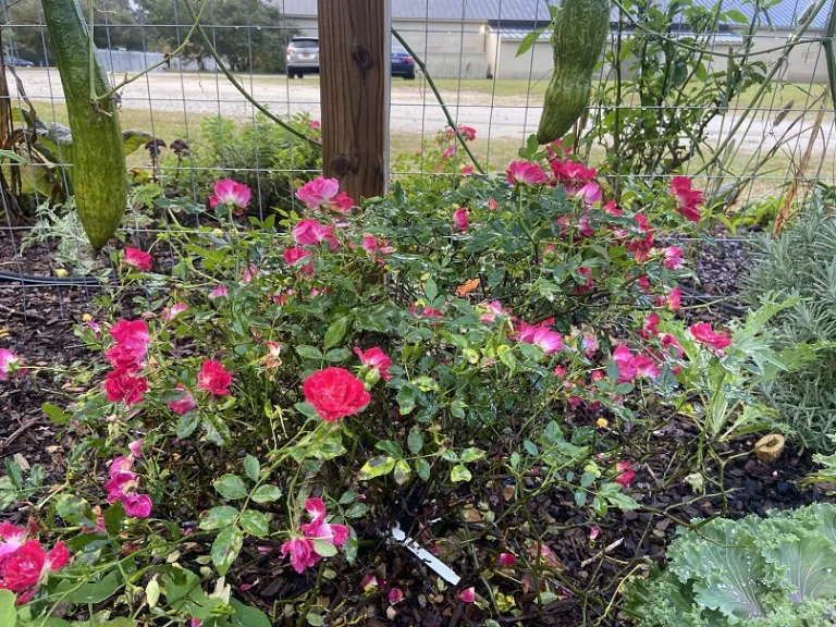 Rosa 'Meigalpio' (Red Drift®) habit