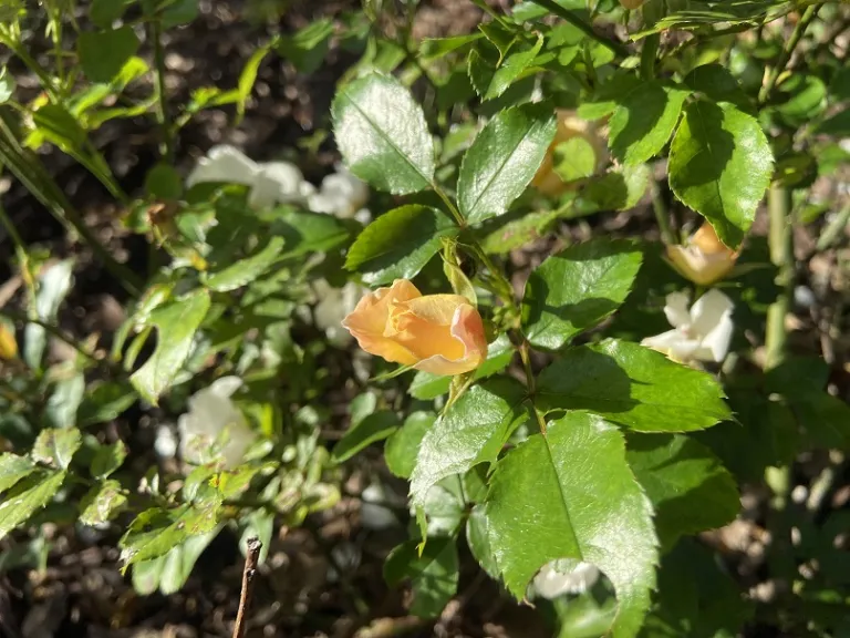 Rosa 'NOVarospop' (Popcorn Drift®) flower bud