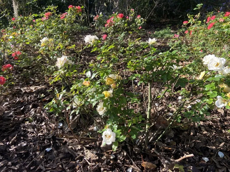 Rosa 'NOVarospop' (Popcorn Drift®) habit