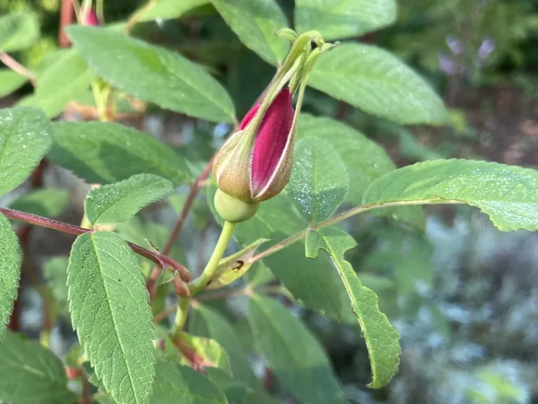 Rosa 'Thérèse Bugnet' flower bud