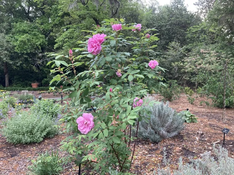 Rosa 'Thérèse Bugnet' flowering habit