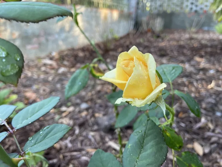 Rosa 'WEKsunspat' (Marilyn Monroe™) flower opening