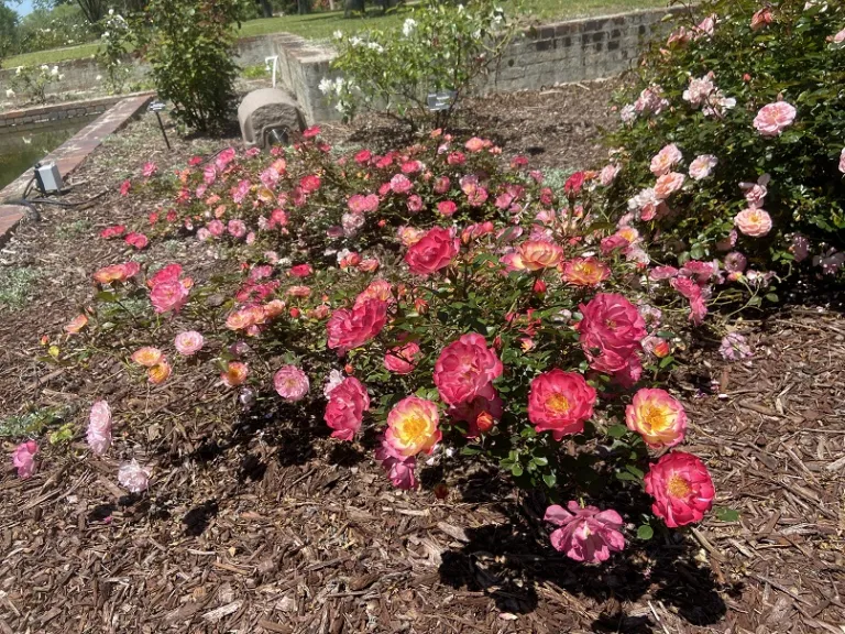 Rosa 'WEKsurdicla' (Rainbow Happy Trails™) flowering habit