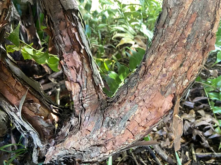 Rosa banksiae var. banksiae bark