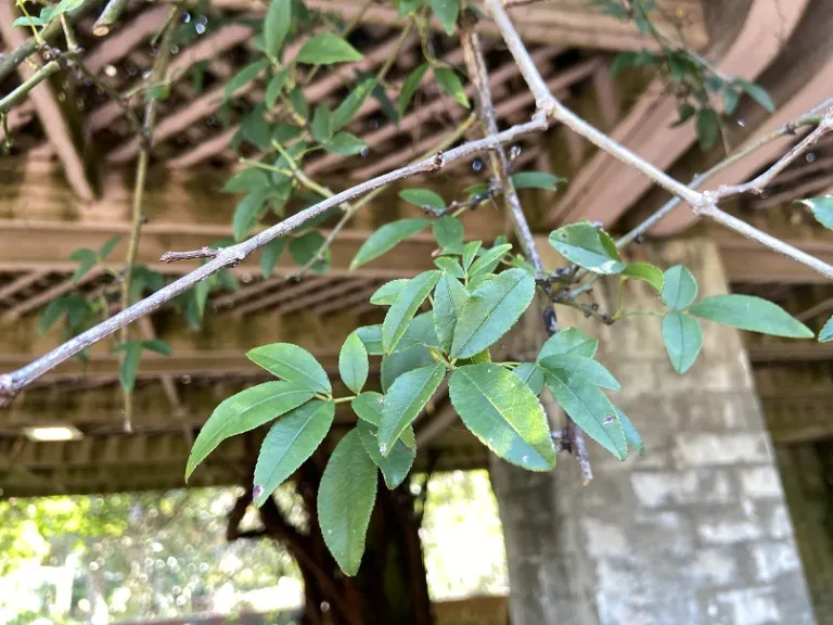 Rosa banksiae var. banksiae foliage