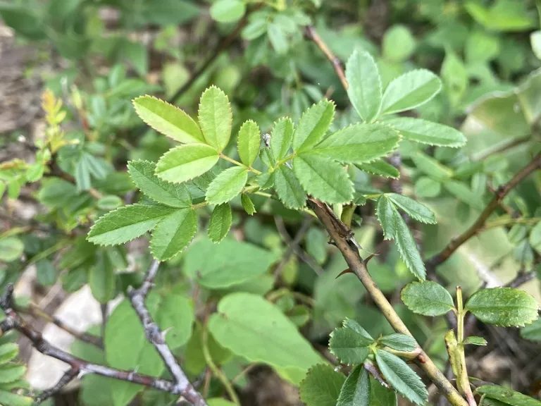 Rosa carolina foliage