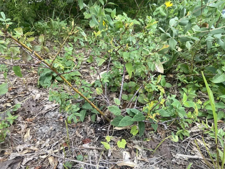 Rosa carolina habit