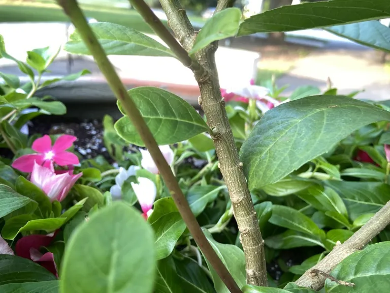 Rotheca myricoides 'Ugandense' bark