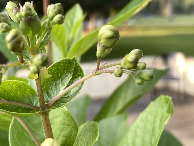 Rotheca myricoides 'Ugandense' flower bud