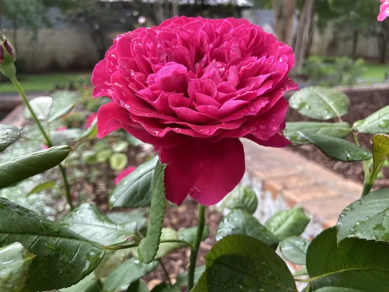 Rosa 'MEIkarouz' (Rouge Royale™) flower