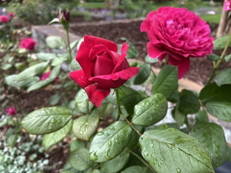 Rosa 'MEIkarouz' (Rouge Royale™) flower bud