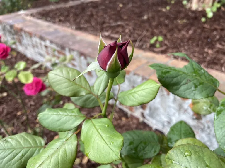 Rosa 'MEIkarouz' (Rouge Royale™) flower bud